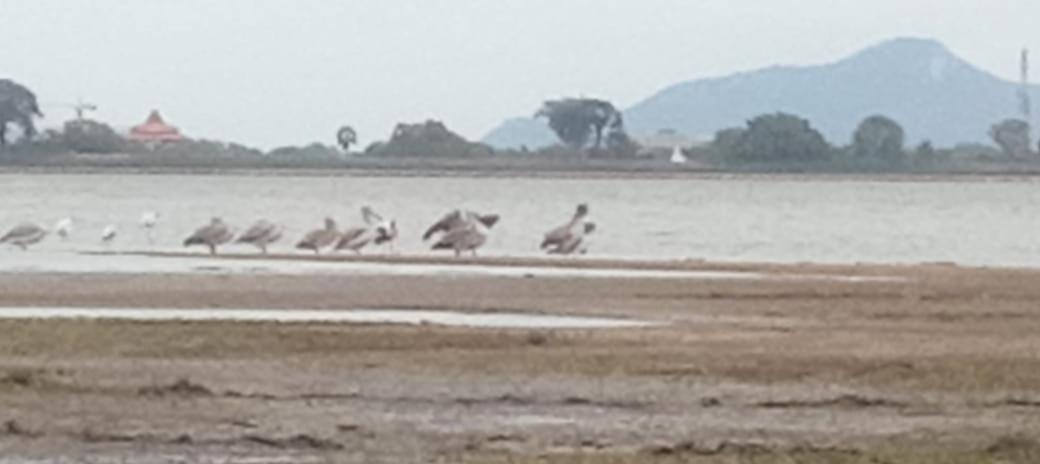 Lake Edge Resort Anuradhapura Eksteriør billede